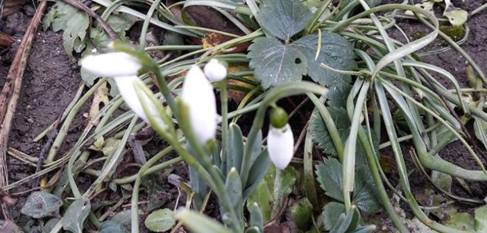 În Partoș au apărut primii ghiocei