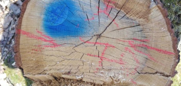 Frăția Cioatelor : Manipulare și minciună la Direcția Silvică Alba !