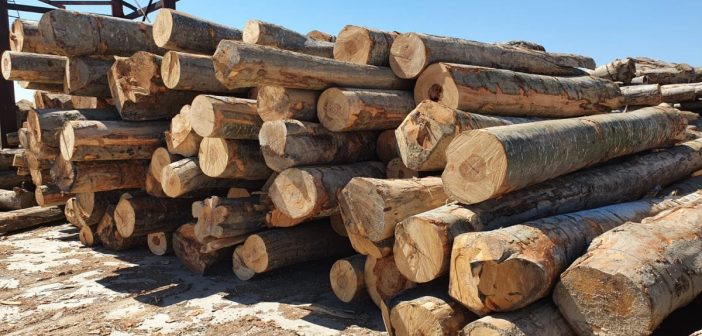 Comerțul ilicit din piața lemnului sub lupa sociologică: soluția stă în colaborarea autorităților și mediul industrial