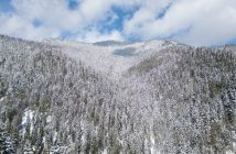 Romsilva a cumpărat, în numele statului român, peste patru mii hectare de pădure în județul Neamț