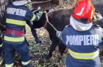 O vacă a fost salvată de pompierii militari după ce a căzut într-o fântână la Galda de Jos