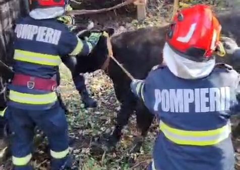 O vacă a fost salvată de pompierii militari după ce a căzut într-o fântână la Galda de Jos