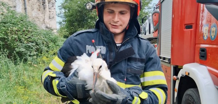 Pui de barză salvat de pompierii sibieni din localitatea Vard